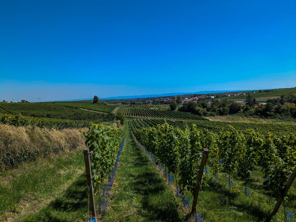 Of wine, forbidden love, and death by water